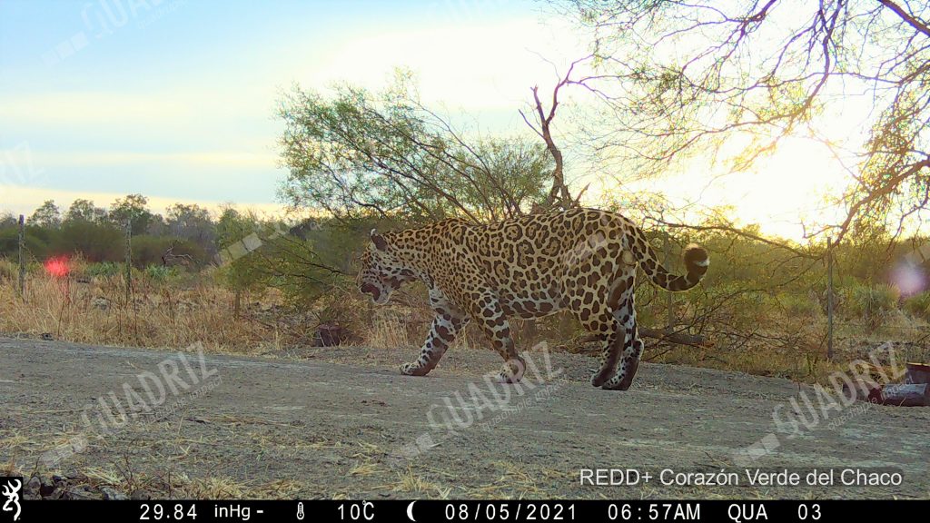 Jaguars caught on camera in new Quadriz biodiversity monitoring